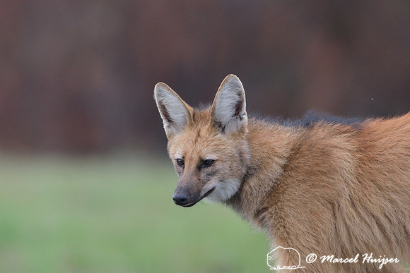 Maned wolf (Chrysocyon brachyurus), Parque Nacional da Serra da Canastra, Minas Gerais, Brazil