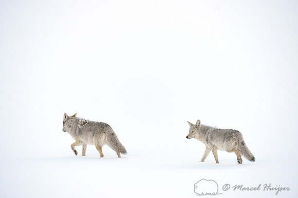 Coyote (Canis latrans) in the snow, Wyoming, USA