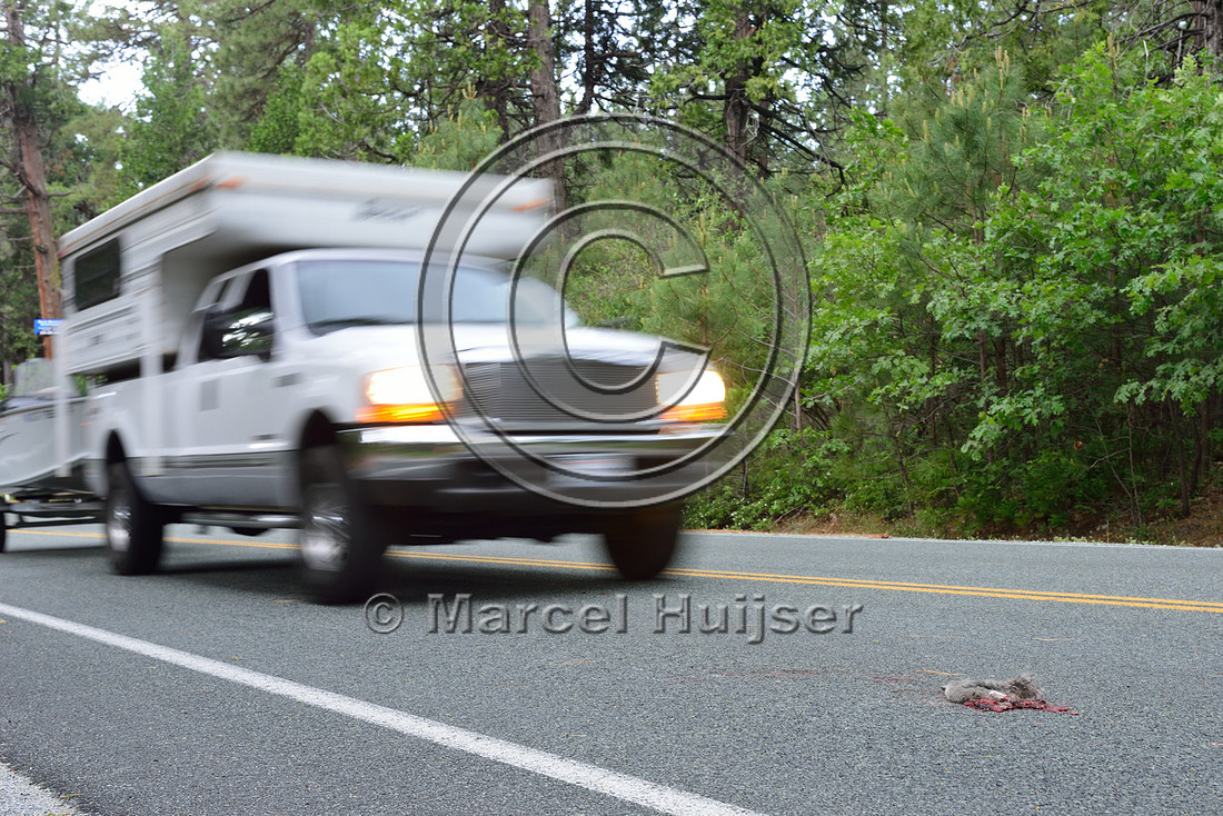 Western gray squirrel (Sciurus griseus) roadkill, California, USA