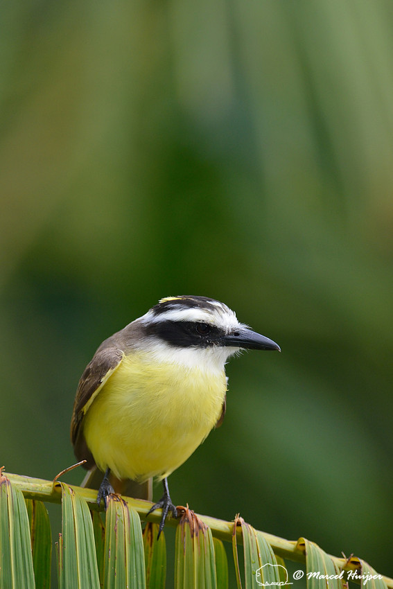 Great kiskadee (Pitangus sulphuratus), São Roque de Minas , Minas Gerais, Brazil