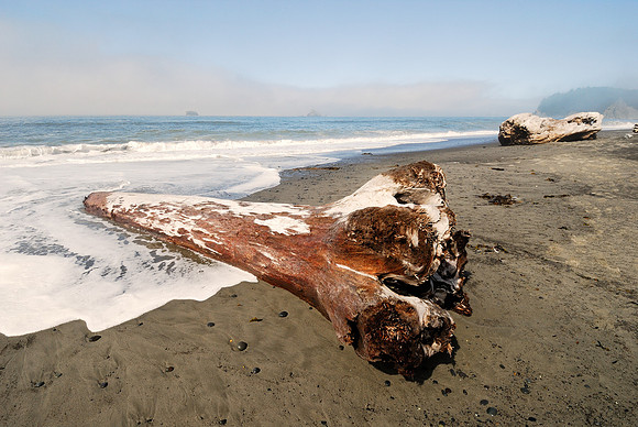 Dead tree on beach, Rialto Beach, Washington, USA