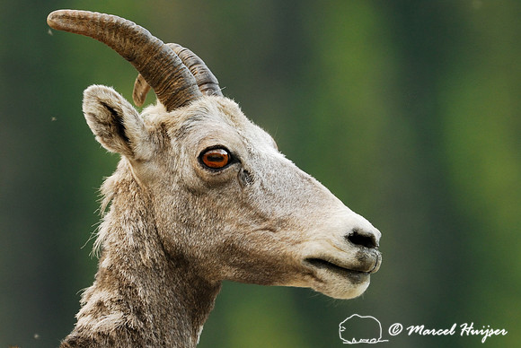 Bighorn sheep (Ovis canadensis) ewe, British Columbia, Canada