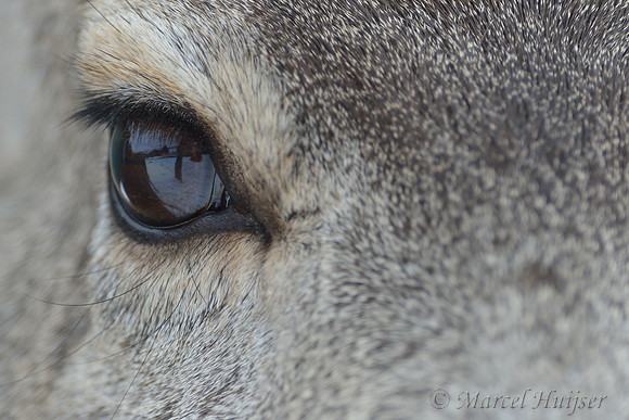 Mule deer (Odocoileus hemionus) doe eye, Gardiner, Montana, USA