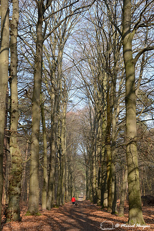Woman with red jacket and dog walking in lane planted with European beech (Fagus sylvatica), Soest, Netherlands
