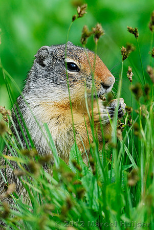 Columbian ground squirrel (Urocitellus columbianus), Montana, USA