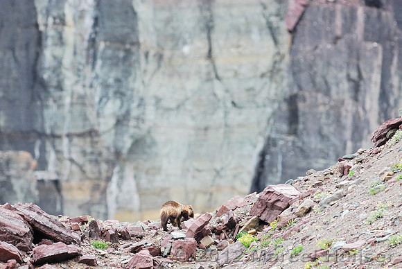 Wolverine (Gulo gulo), Montana, USA