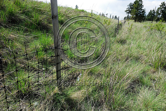 American badger (Taxidae taxus) fence, BC