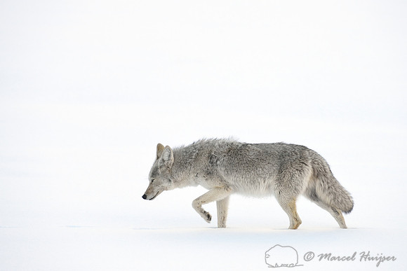 Coyote (Canis latrans) in the snow, Wyoming, USA