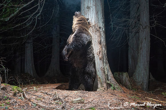 Grizzly bear (Ursus arctos horribilis) at rub tree, Montana