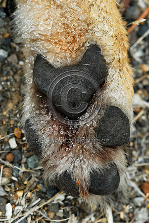 Coyote (Canis latrans) roadkill, WA