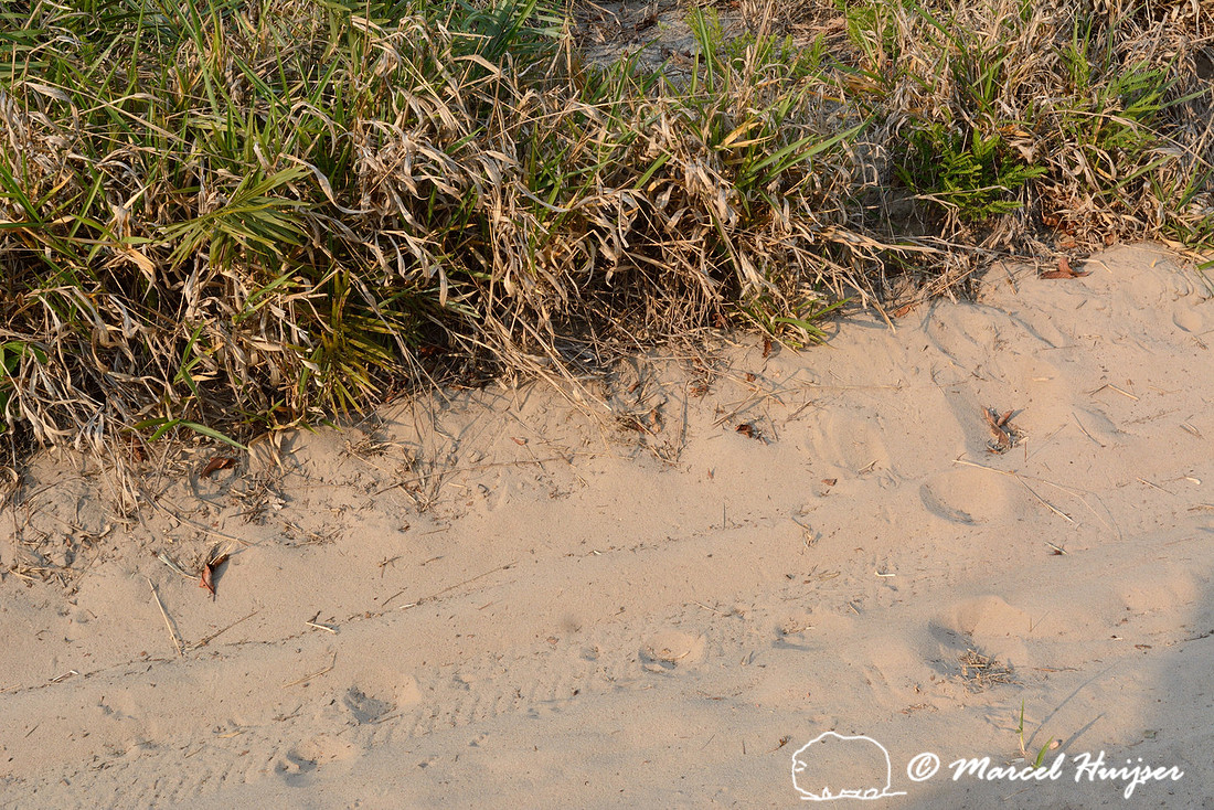Tracks of maned wolf (Chrysocyon brachyurus) along a dirt road, Estação Ecológica de Itirapina, São Paulo, Brazil