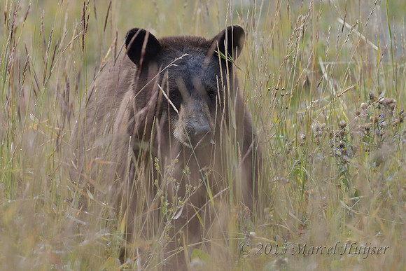 Black bear (Ursus americanus), Wyoming, USA