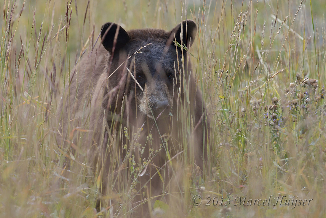 Black bear (Ursus americanus), Wyoming, USA