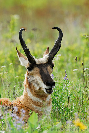 Pronghorn (Antilocapra americana) buck, ruminating, Montana, USA