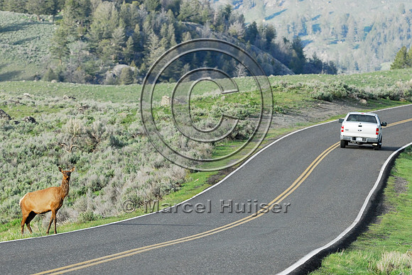 Elk (Cervus canadensis) approaching and crossing road, WY