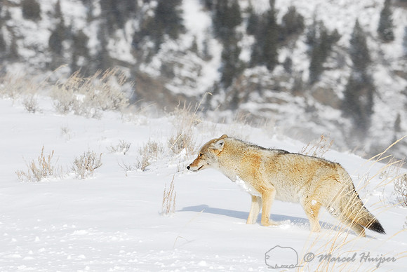 Coyote (Canis latrans) in the snow, Wyoming, USA