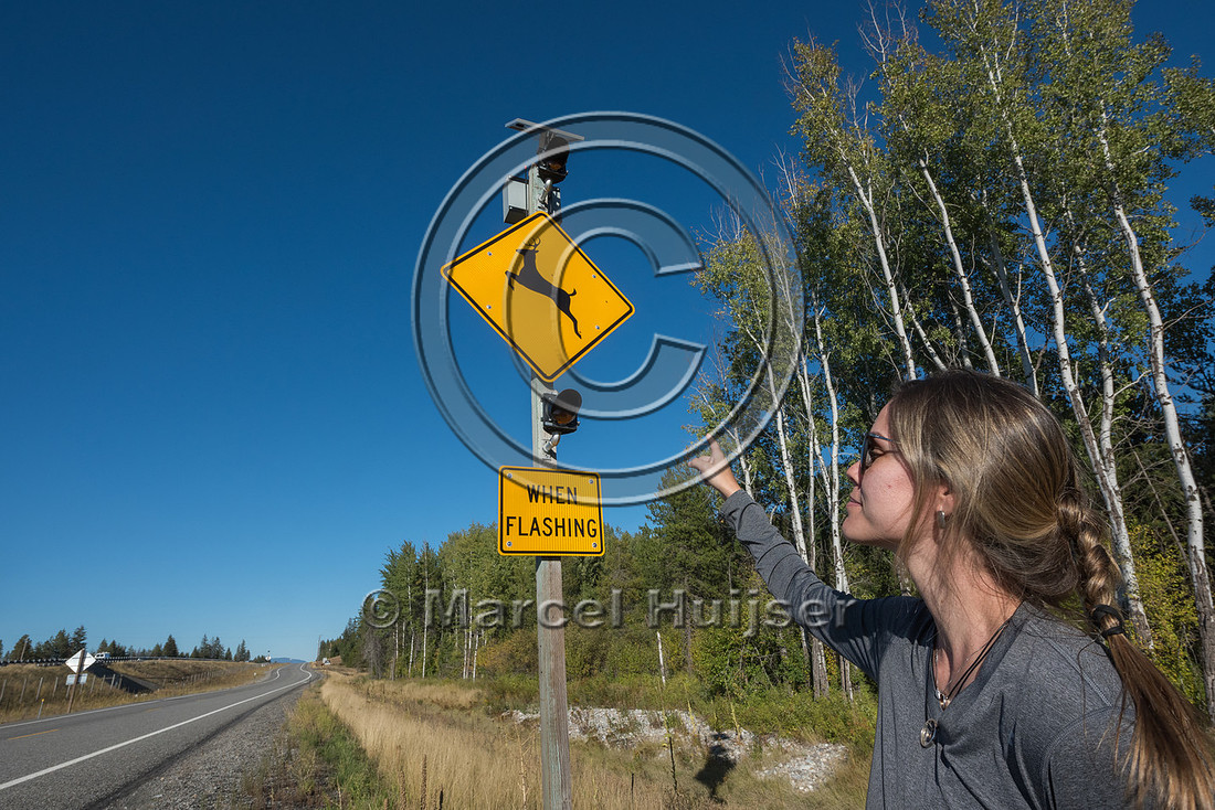 Fernanda Abra at animal detection system on frontage road next t