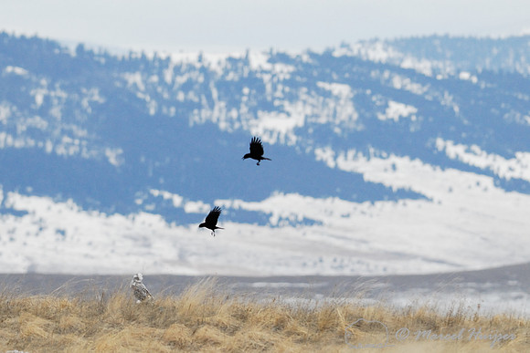 Snowy Owl (Bubo scandiacus) harassed by crows, Montana, USA