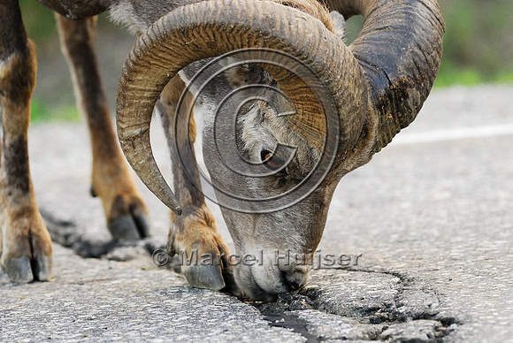 Bighorn sheep (Ovis canadensis) ram licking roadsalt, British Columbia, Canada