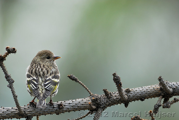 Pine siskin (Carduelis pinus), Missoula, Montana, USA
