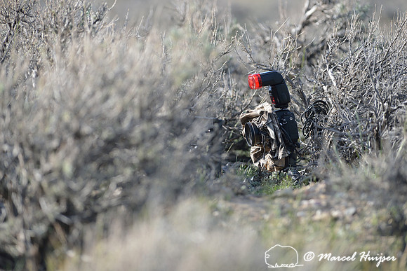 Camera trap to photograph pygmy rabbits, near Bannack, Montana, USA