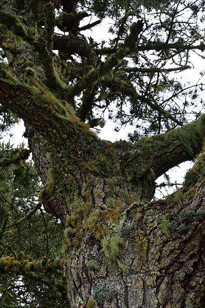 Moss and lichen on bishop pine (Pinus muricata), Point Reyes National Seashore, California, USA