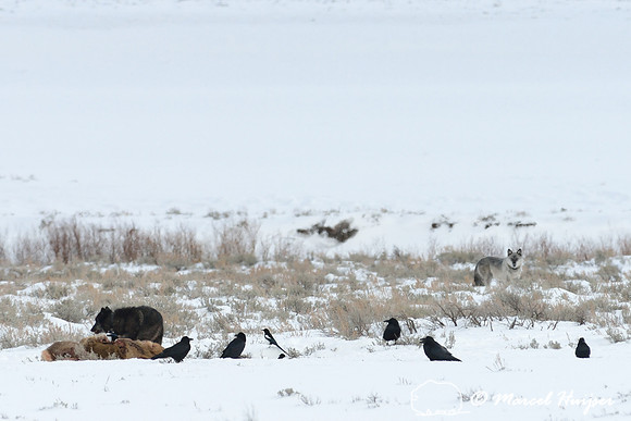 Black wolf (Canis lupus) with radio colar on elk carcass with grey wolf in background, Wyoming, USA