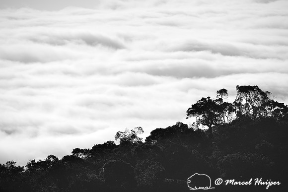 Atlantic forest in clouds, near Parque Nacional da Serra da Bocaina, São Paulo, Brazil