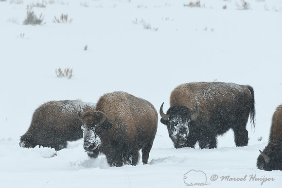 Bison (Bison bison) in snow storm, Wyoming, USA