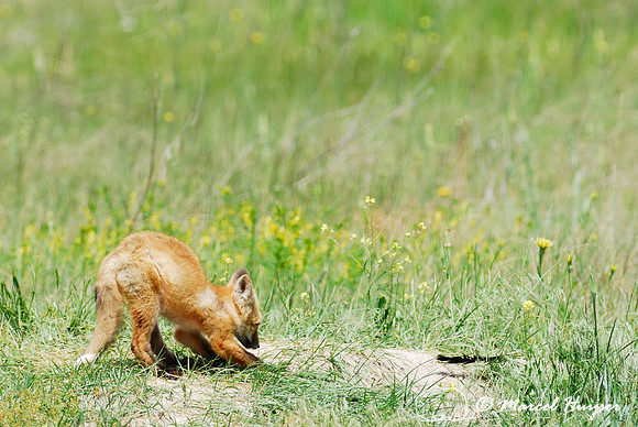 Red fox (Vulpes vulpes) kit venturing outside the den, Montana, USA