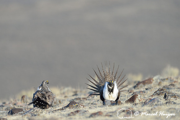 Greater sage-grouse (Centrocercus urophasianus) males fighting, Montana, USA