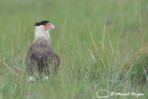 Southern crested caracara (Caracara plancus), Parque Nacional da Serra da Canastra, Minas Gerais, Brazil