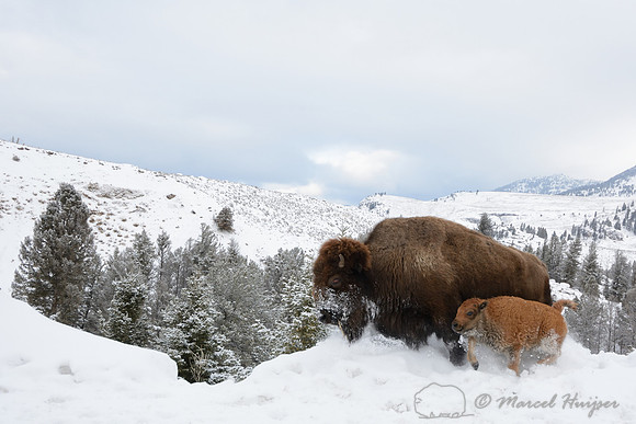 Bison cow and calf (Bison bison) running through snow, Wyoming, USA