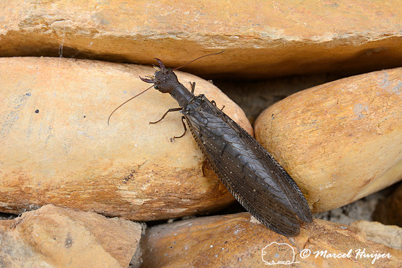 Large dobsonfly or fishfly (Megaloptera, Corydalidae) (Formiga-leão), Parque Nacional Serra da Canastra, Minas Gerais, Brazil