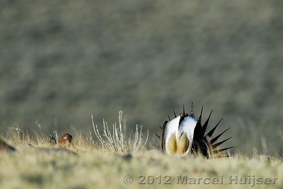Male sage grouse (Centrocercus urophasianus) in a lek and displaying, near Bannack, Montana, USA