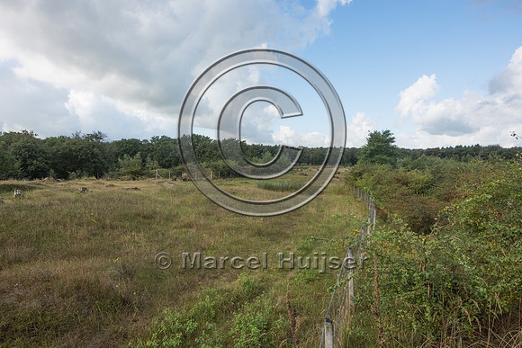 Dry grassland and heathland habitat on ecoduct Natuurbrug Zander