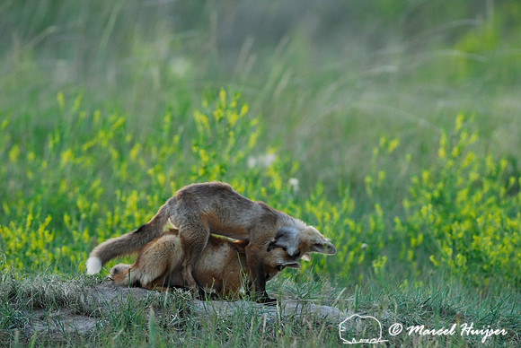 Red fox (Vulpes vulpes) kits playing, Montana, USA