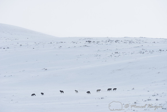 _DSC1808 Wolves (Canis lupus), Lamar Canyon Pack February 2015, Yellowstone National Park, Wyoming, USA