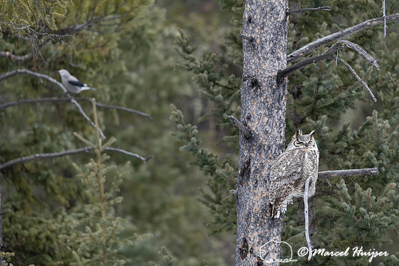 Great horned owl (Bubo virginianus) being harassed by Clark's nu