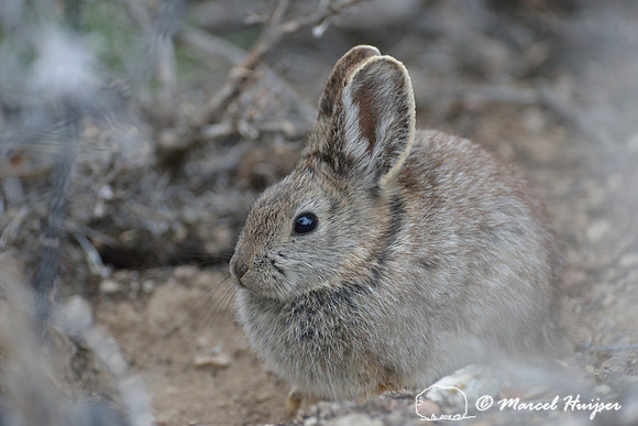 Pygmy rabbit (Brachylagus idahoensis), Montana, USA