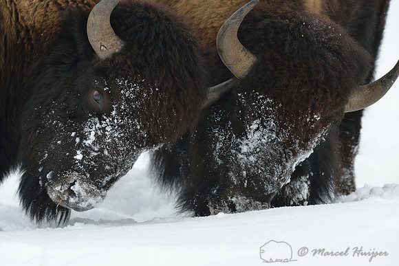 Friendly nudge, Bison (Bison bison), Wyoming, USA