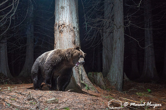 Grizzly bear (Ursus arctos horribilis) at rub tree, Montana