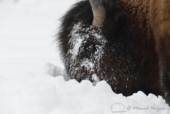 Bison (Bison bison) moving head side to side to move snow to access vegetation under the snow, Wyoming, USA