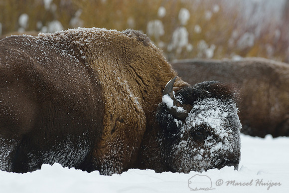 Bison (Bison bison) moving head side to side to move snow to access vegetation under the snow, Wyoming, USA
