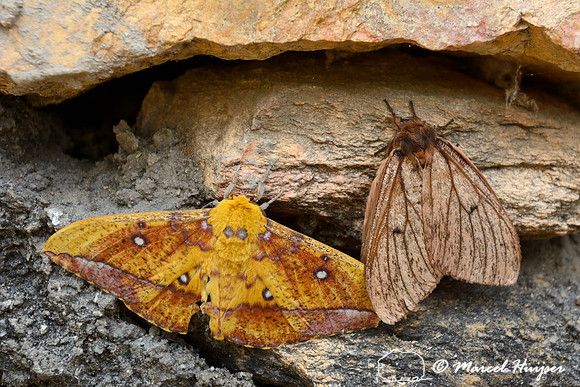 Large moths at guard station Casca d'Anta, Parque Nacional Serra da Canastra, Minas Gerais, Brazil