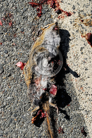 Townsend's chipmunk (Tamias townsendii) roadkill, WA
