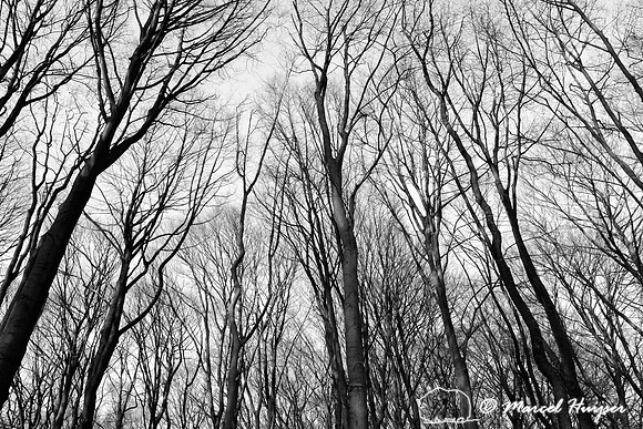 European beech (Fagus sylvatica) forest, Hoog Soeren, The Netherlands