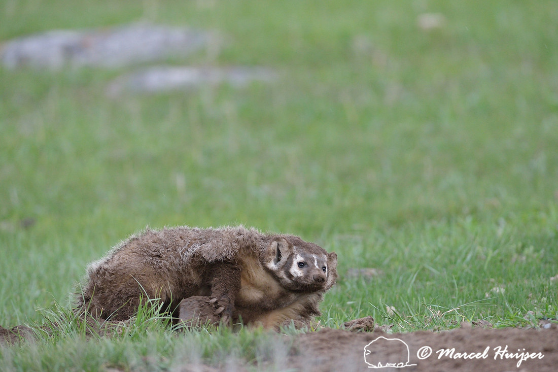 American badger (Taxidea taxus) digging out a rock from burrow, Montana, USA
