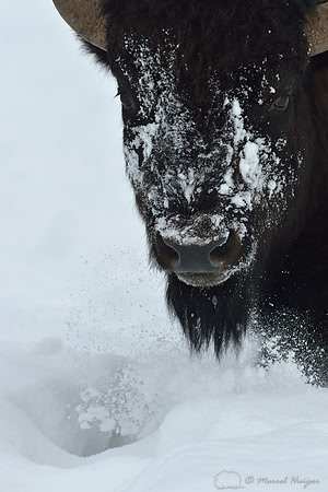 Bison (Bison bison) moving head side to side to move snow to access vegetation under the snow, Wyoming, USA