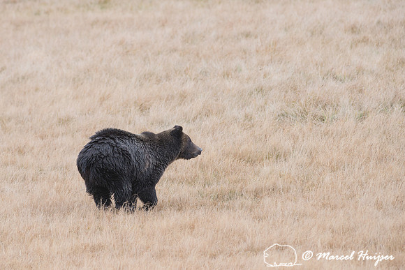 Grizzly bear (Ursus arctos),  Wyoming, USA